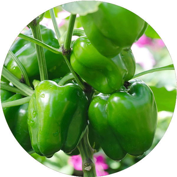 Several peppers growing on a plant in a garden.